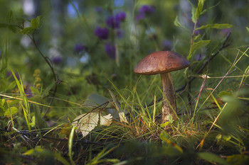 In forest / ***