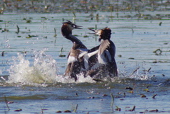 Grebes / ***