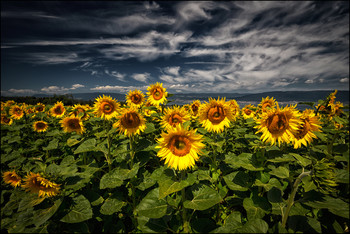 Sonnenblumen / Helianthus annuus