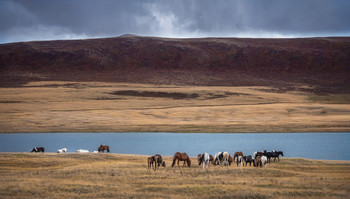 Autumn ... Mountain lake ... Herd at a watering hole ... / ***
