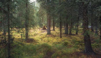 Sunny day, in the forest ... / ***