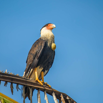 Northern Crested Caracara / ***