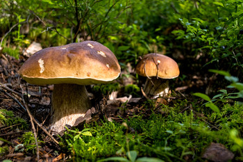 Forest Brothers / ***