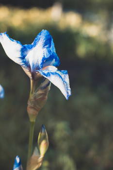 Iris / ***