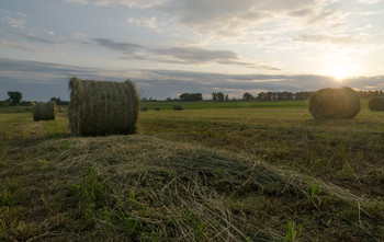 "The field" / ***