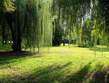 in the park / ***