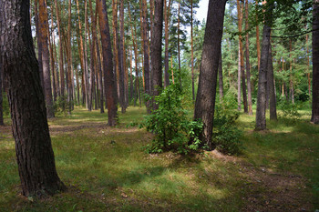 Forest / ***