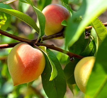 Peaches / ***