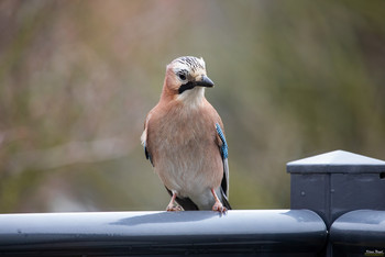 J A Y / Jay
Species
The jay is a songbird of the raven family. It is spread over Europe, parts of North Africa and the Middle East as well as in a wide belt through Asia and there southwards to Indochina. It breeds in light, structure-rich forests of all kinds, but in Central Europe it prefers mixed and deciduous forests. Its food spectrum is very diverse, with animal food predominant in the summer months and vegetable food in the winter months. Before winter, extensive stocks of acorns and other nut fruits are established.
Wikipedia