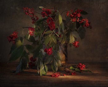 Holunderbeeren / ***
