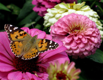 Scent of flowers / ***