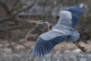 Great Blue Heron / ***