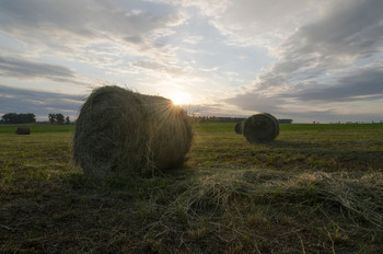 &quot;Das Feld&quot; / ***