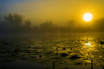 Morgen / ***