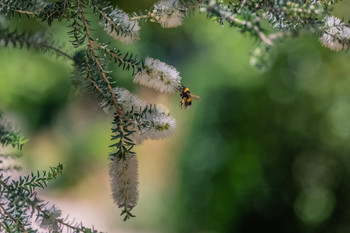 Abejorro en vuelo. / Paseo fotográfico de insectos y flores.