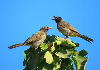 breakfast for two / ***
