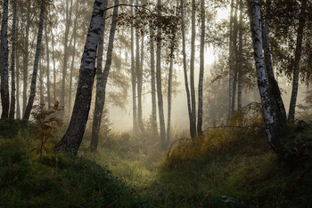 Misty forest / ***