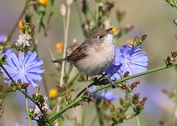 Gray Warbler / ***