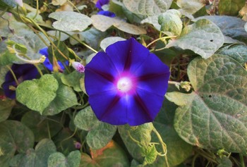 Bindweed / ...
