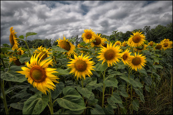 Gewitterwolken / Sonnenblumen