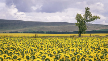 Sunflowers / ***