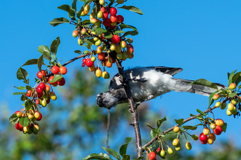More Down Here / Juvenile jay looks at new possibilities