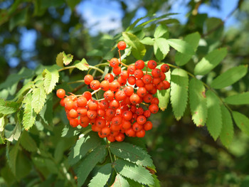 Rowan / ***