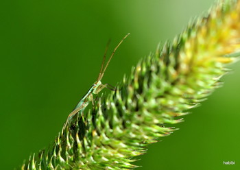 Der Winzling :) / Sommerzeit ist ja sehr schön und überrascht uns immer wieder,ein etwa 1cm grßes Winzling ist mir vor das Objektiv gekommen. :)