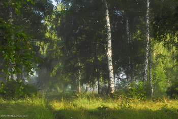 Im Birkenwald / ...