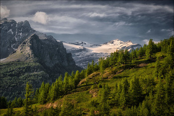 Bergsommer / Lärchen