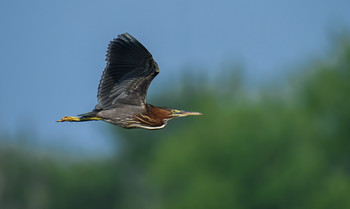Green heron / ***