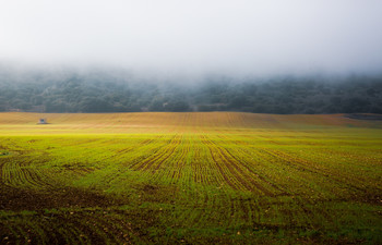 Fog / ***