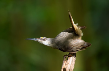 Grey trembler-Saint Lucia trembler (Cinclocerthia gutturalis / ***