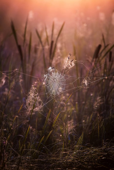 In the morning light / ***