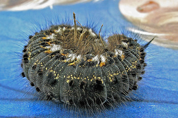 Caterpillar / ***