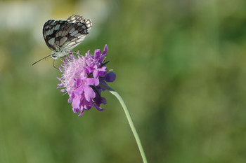 Schachbrettfalter / ***