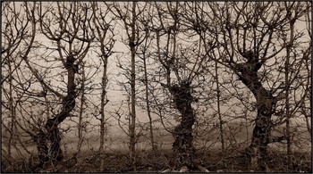 three trees / panorama view on trees in a row - convertd to sepia