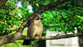 Jay / ***