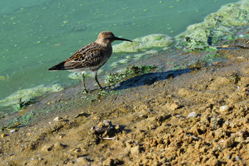 Walking along the shore / ***