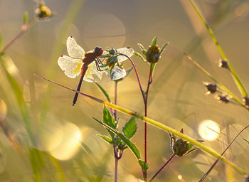 in the meadows / .....