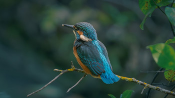 Zimrodok / Wildlife
https://35photo.pro/plexanov