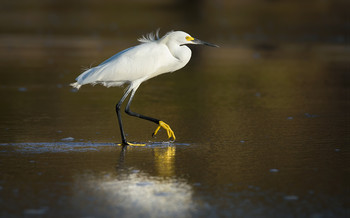 Snowy Egret / ***
