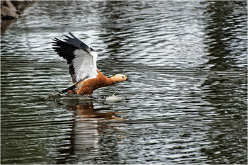 Soft landing / ***