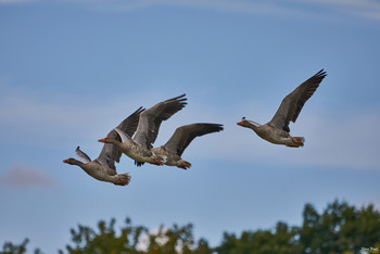 Geese / the geese is a subfamily of the duck-birds in the biological systematics of the birds. The name goose for this bird-group is relatively old. Already in the Old High German as well as in the Middle High German, the term goose was used. Comparative analyses with other Indo-European languages suggest that both the German name gans and the Latin name anser, which is the generic name for the field geese today, derive from the sound of the hissing geese.
