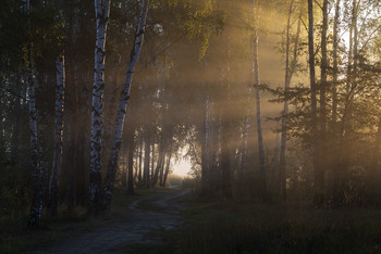 Morgen im Birkenwald / ***