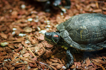 Turtle / ...