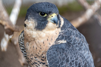 A proud look. / ***