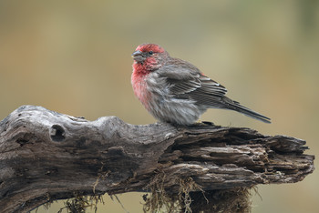 House finch (male) / ***