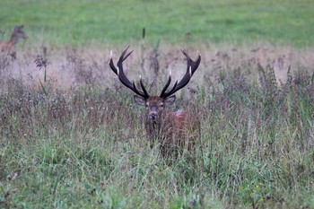 Pashkevich68 / Pashkevich68