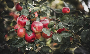  / My Apple tree.